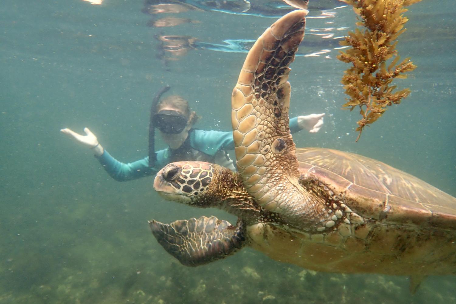 一名<a href='http://22dqhqcv.vehicle-hybrid.com'>博彩网址大全</a>学生在Galápagos群岛游学途中与一只巨龟游泳.